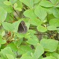 葉の上にとまるコジャノメ - 1