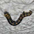 写真: ウメエダシャクの幼虫 - 1
