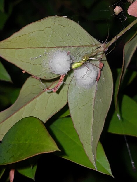 写真: 葉の裏にいたウロコアシナガグモと卵塊 - 5