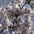 写真: ２０２１年度の桜