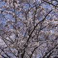 ２０２１年度の桜