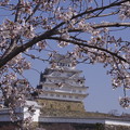 写真: 2021姫路城のさくら