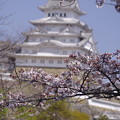 写真: 2021姫路城のさくら