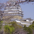 2021姫路城のさくら