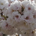 写真: 仁和寺の御室桜