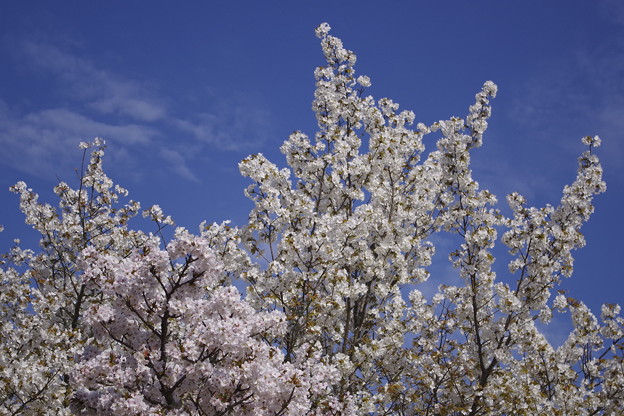 写真: 仁和寺の御室桜