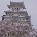 写真: 姫路城の満開の桜