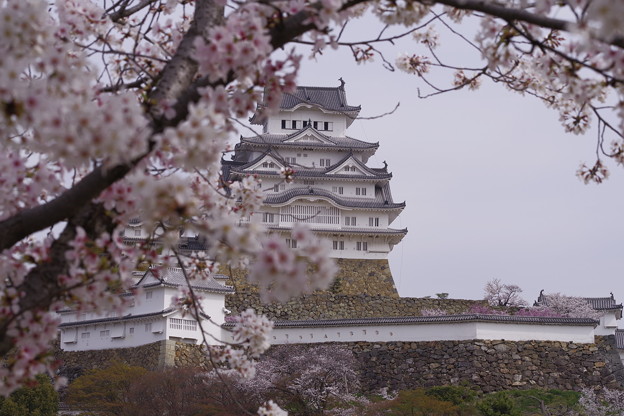 姫路城の満開の桜