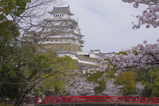 写真: 姫路城の満開の桜