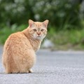 写真: 慶良間猫