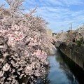 写真: 本日朝の石神井川沿い吉野