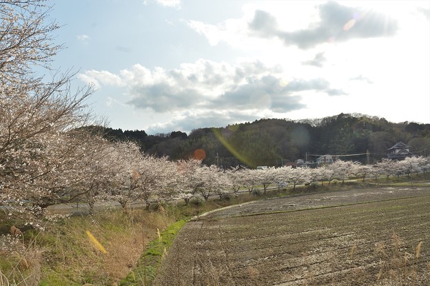 写真: 桜2021_01