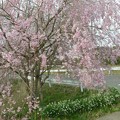 写真: 桜2021_06
