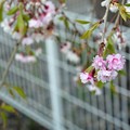 写真: 桜2021_12