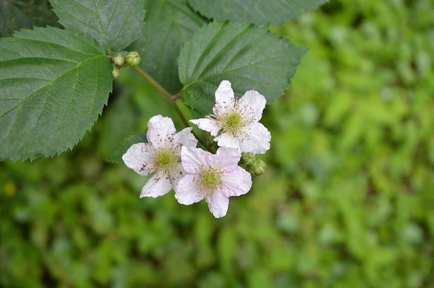 写真: Blackberry Flower