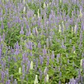 写真: 紫と白の花畑