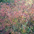 写真: ブルーベリーの紅葉