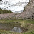 写真: 桜2022・01