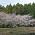 写真: 桜2022・02