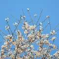 写真: 桜2022・17