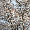 写真: 桜2022・18