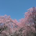 桜2022・19