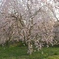 写真: 桜2022・24