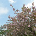 写真: 八重桜。