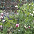 写真: エンドウ豆の花
