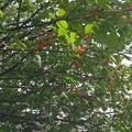 写真: さくらんぼの木