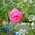 写真: Pink Rose