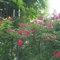 写真: ミニバラの庭
