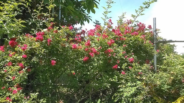晴れの日の薔薇の木