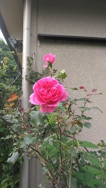 Rose_2