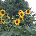 写真: Sunflowers