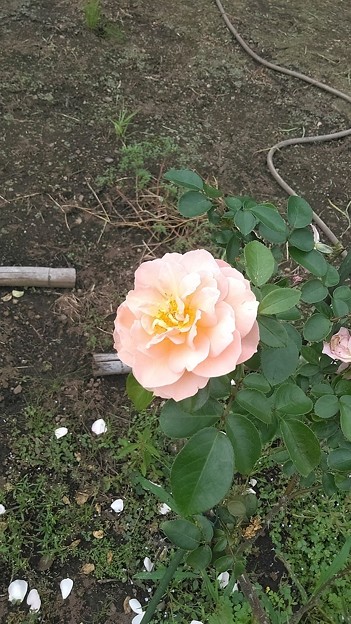 Rose_8