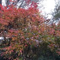 Photos: 庭の紅葉