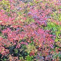 Photos: Blueberry's Autumn Leaves