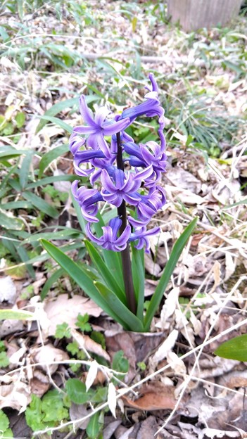 Photos: Hyacinth