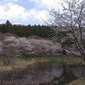 写真: 桜2023・03