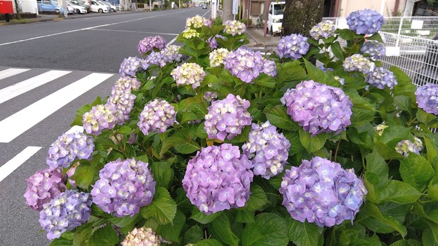 道路の紫陽花