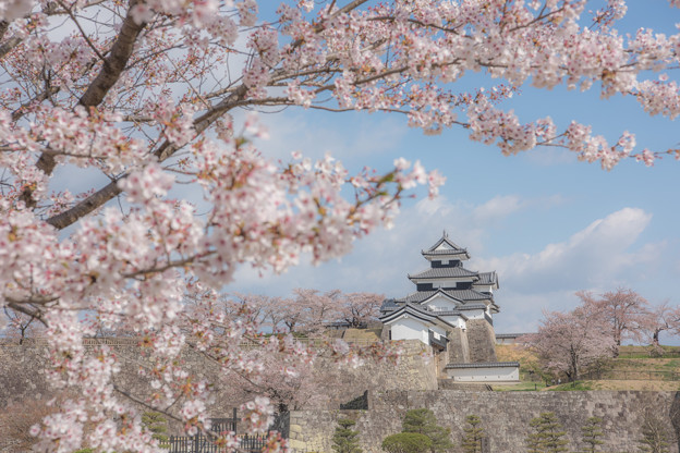 写真: 桜とお城