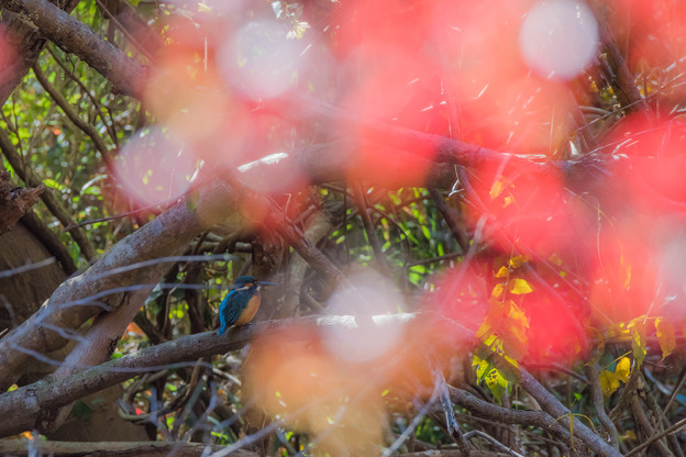 写真: カワセミと紅葉