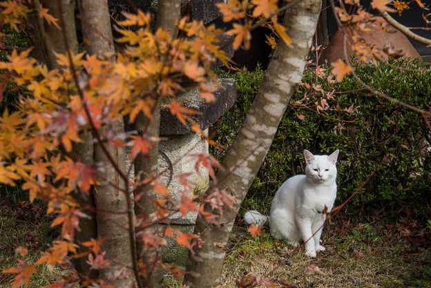 写真: 紅葉と猫　１