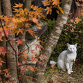 Photos: 紅葉と猫　１