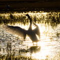Photos: 白鳥と夕陽　４