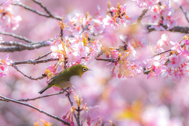 写真: メジロンと河津桜