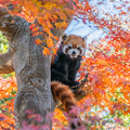 写真: レッサーパンダと紅葉　２