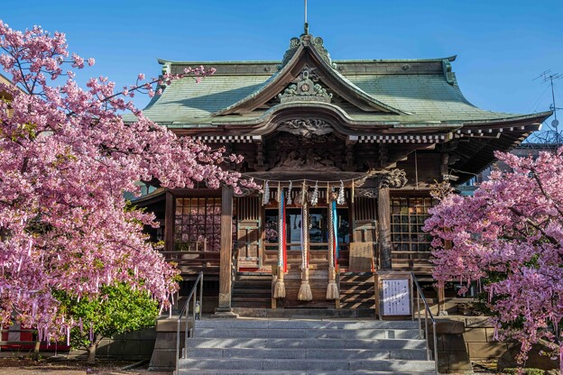 写真: 桜神宮
