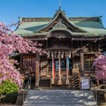 写真: 桜神宮